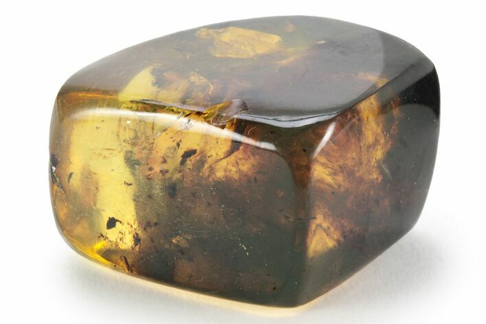 Polished Chiapas Amber ( g) - Mexico #232566
